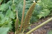 Brazilian giant-rhubarb