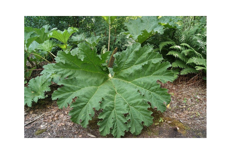 Brazilian giant-rhubarb