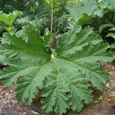Gunnère du Brésil