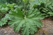 Brazilian giant-rhubarb