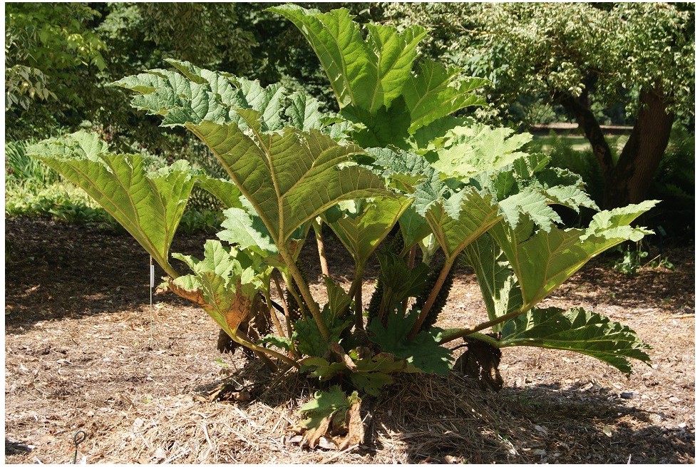 Brazilian giant-rhubarb
