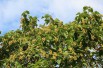 Arbre Impérial