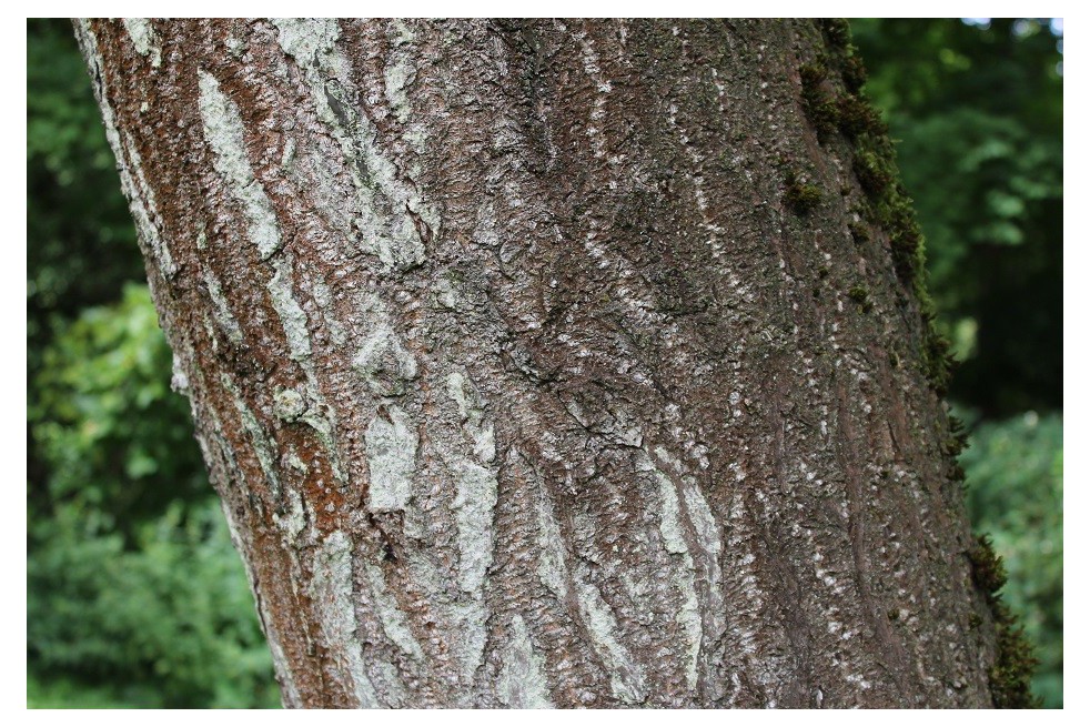 Arbre Impérial