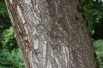 Arbre Impérial