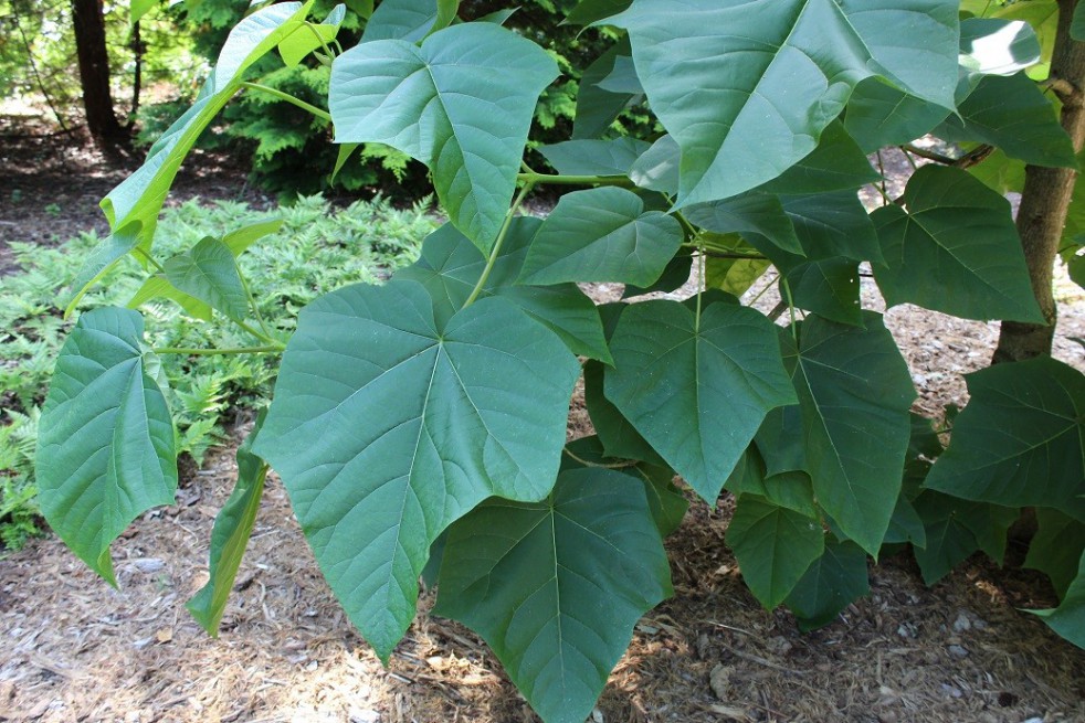 Arbre Impérial