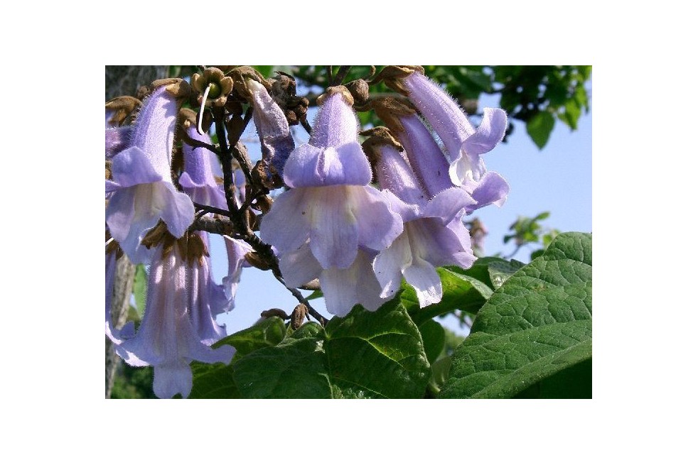 Paulownia tomentosa (arbre impérial)