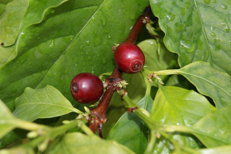 Caféier d'Arabie