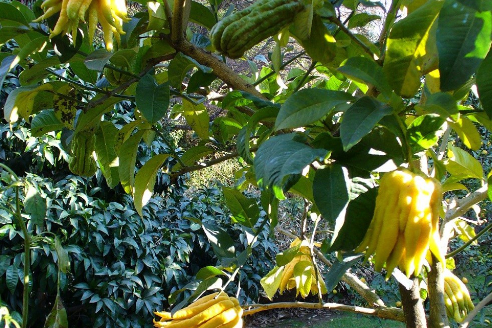 Bemiddelaar orgaan Frank Worthley Boeddha's hand - Boeddha vinger - Citrus Medica Sarcodactylis