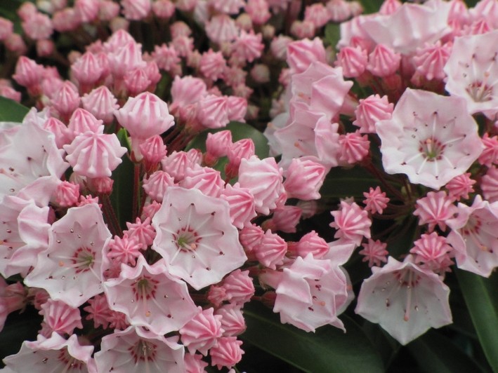 Tiddlywinks Mountain Laurel