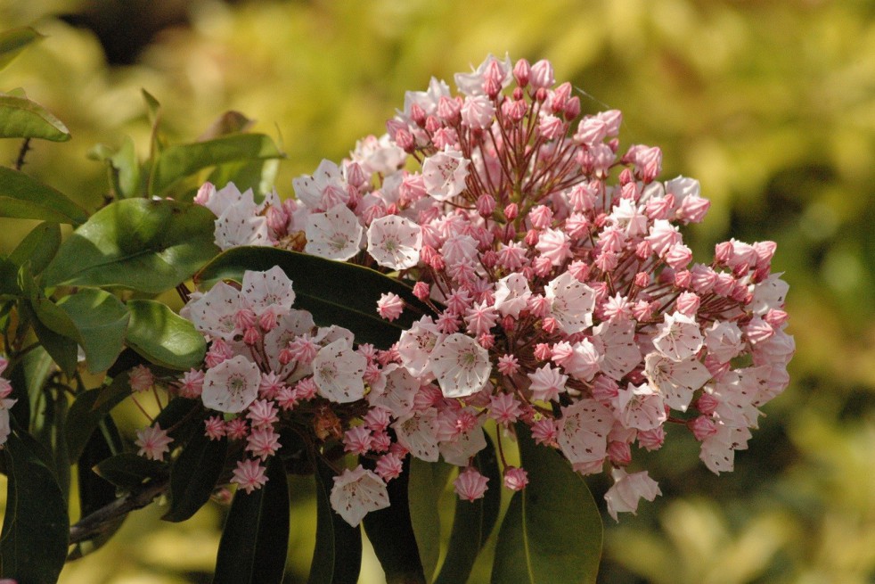 Laurier des montagnes Tiddlywinks