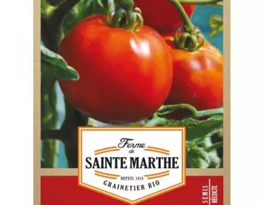 Tomate Reine de Sainte Marthe