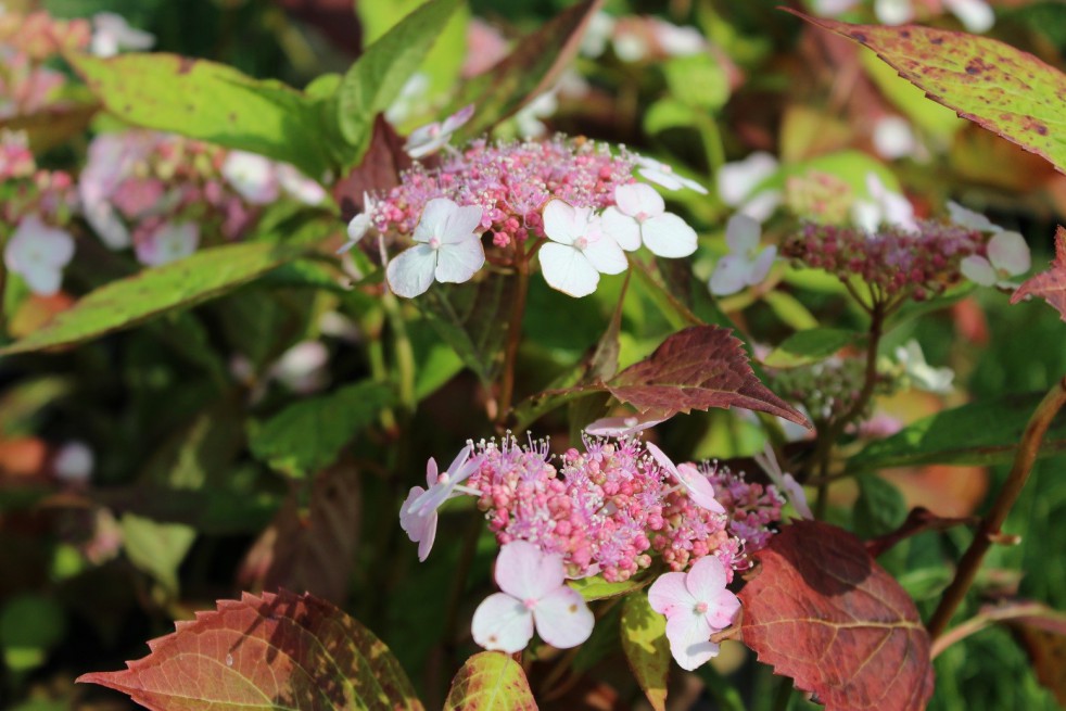Hortensia bleu des montagnes