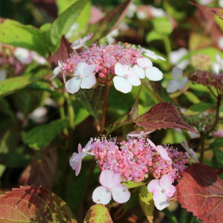 Hortensia bleu des montagnes