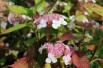 Bluebird Lacecap Hydrangea