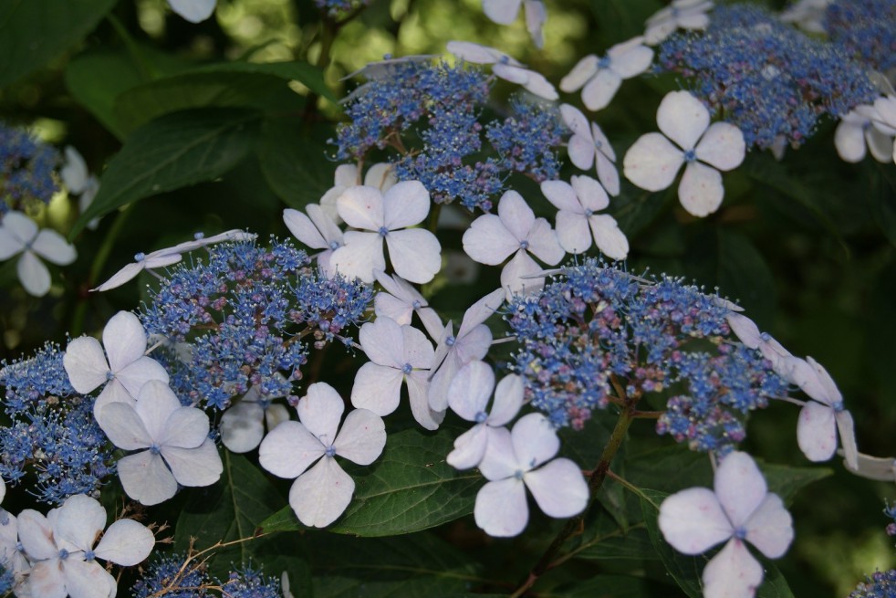 Bluebird Lacecap Hydrangea Hydrangea Serrata Bluebird