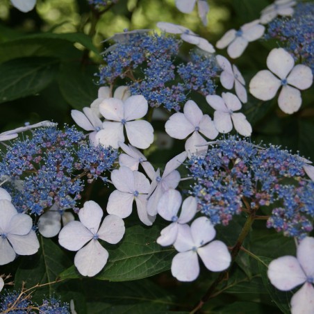 Hortensia bleu des montagnes