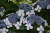 Hortensia bleu des montagnes