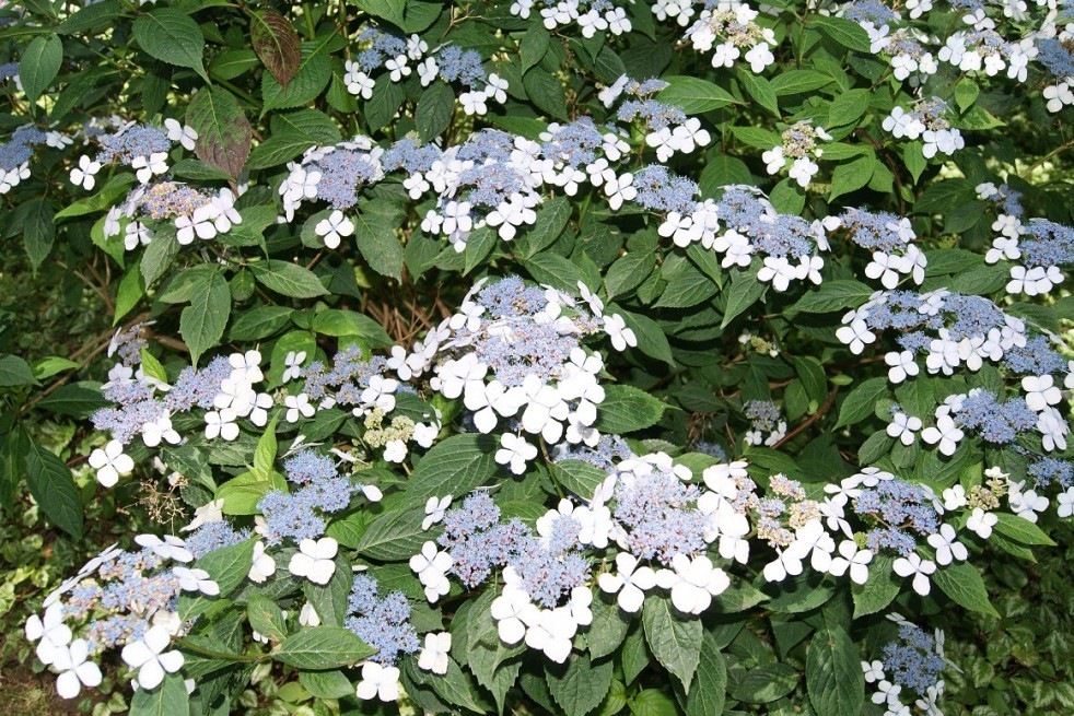 Hortensia bleu des montagnes