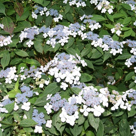 Hortensia bleu des montagnes