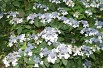 Bluebird Lacecap Hydrangea