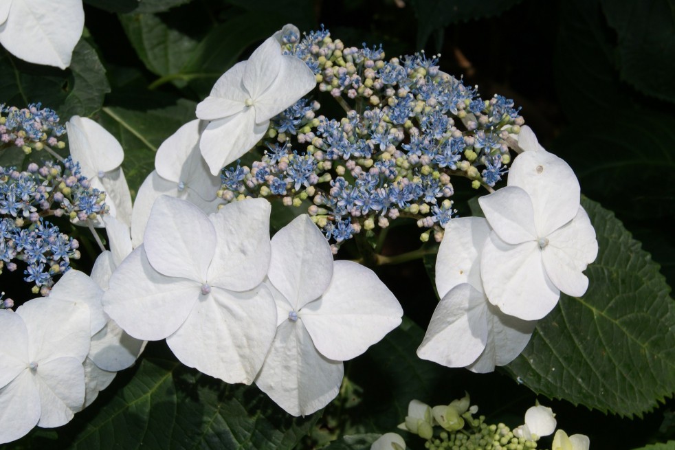 Hortensia bleu des montagnes