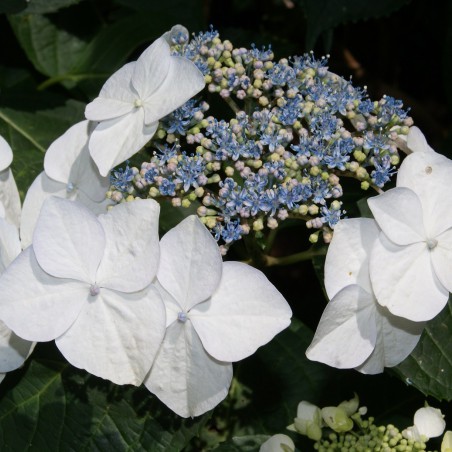 Bluebird Lacecap Hydrangea