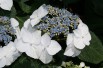 Hortensia bleu des montagnes