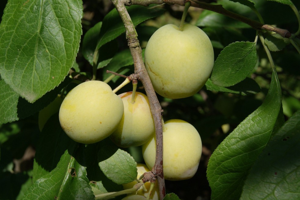 Witte eierpruim Reine Claude d'Oullins