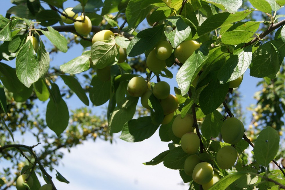 Plum Oullin's Golden Gage