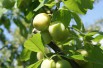 Plum Oullin's Golden Gage