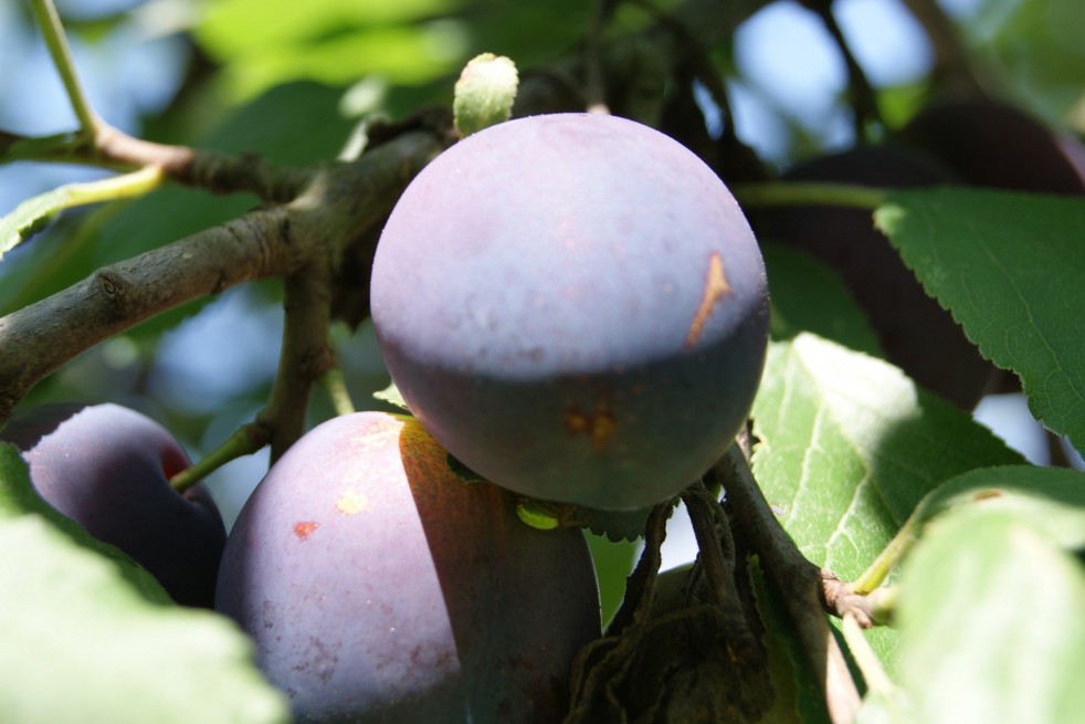 Plum tree Reine Claude d'Althan