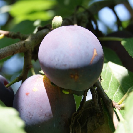 Plum tree Reine Claude d'Althan