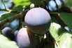 Plum tree Reine Claude d'Althan