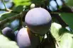 Plum tree Reine Claude d'Althan