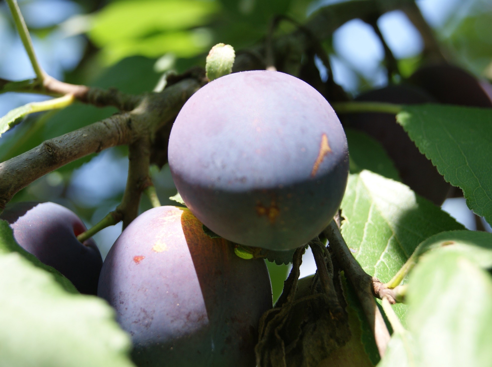 Plum tree Reine Claude d'Althan