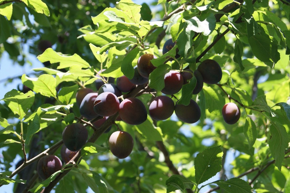 Pruimboom Reine Claude d'Althan Pruimboom Reine Claude d'Althan