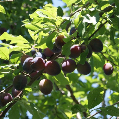 Plum tree Reine Claude d'Althan