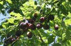 Plum tree Reine Claude d'Althan