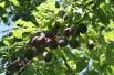 Plum tree Reine Claude d'Althan