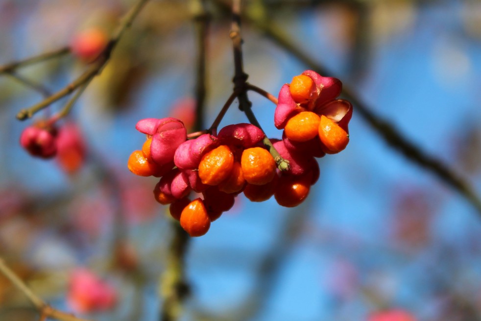 Fusain ailé nain rose