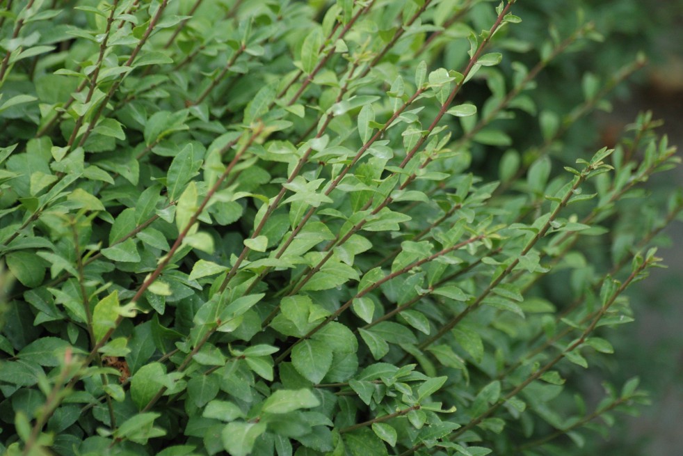 Fusain ailé nain rose