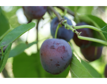 Plum tree Opal