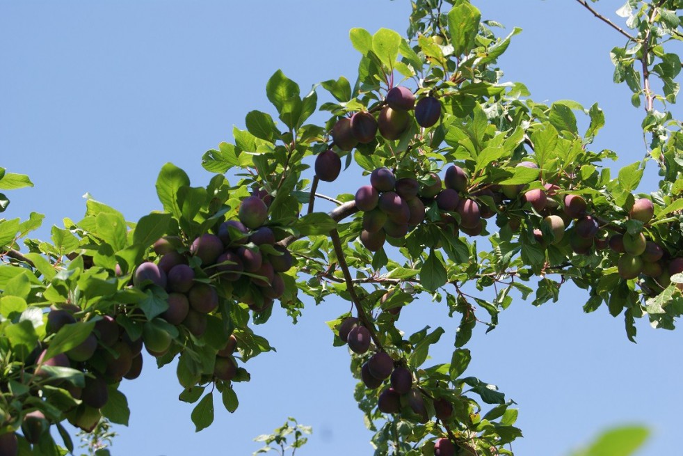 Prunier Opal Prunier Opal