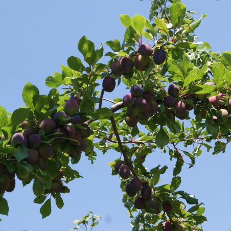 Plum tree Opal