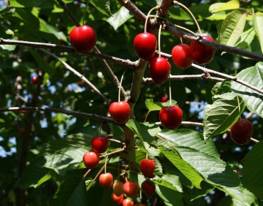 Cerisier nain Sylvia « colonnaire »