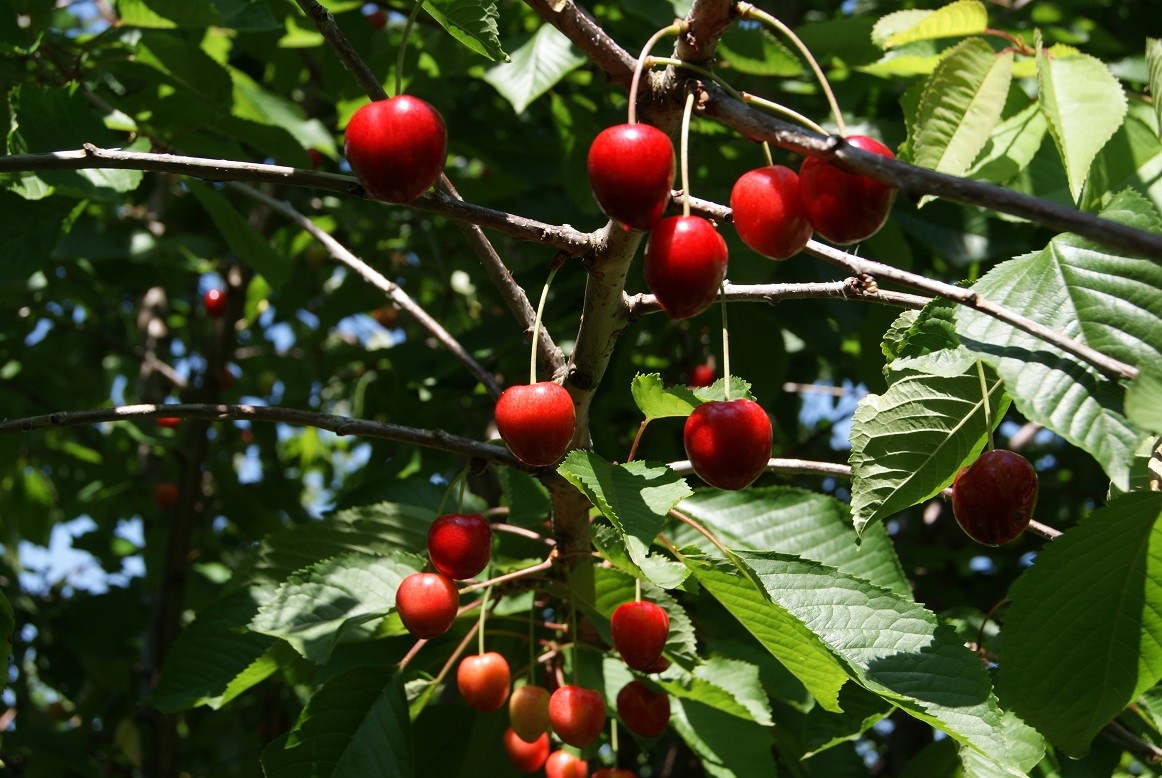 Columnar cherry tree Sylvia