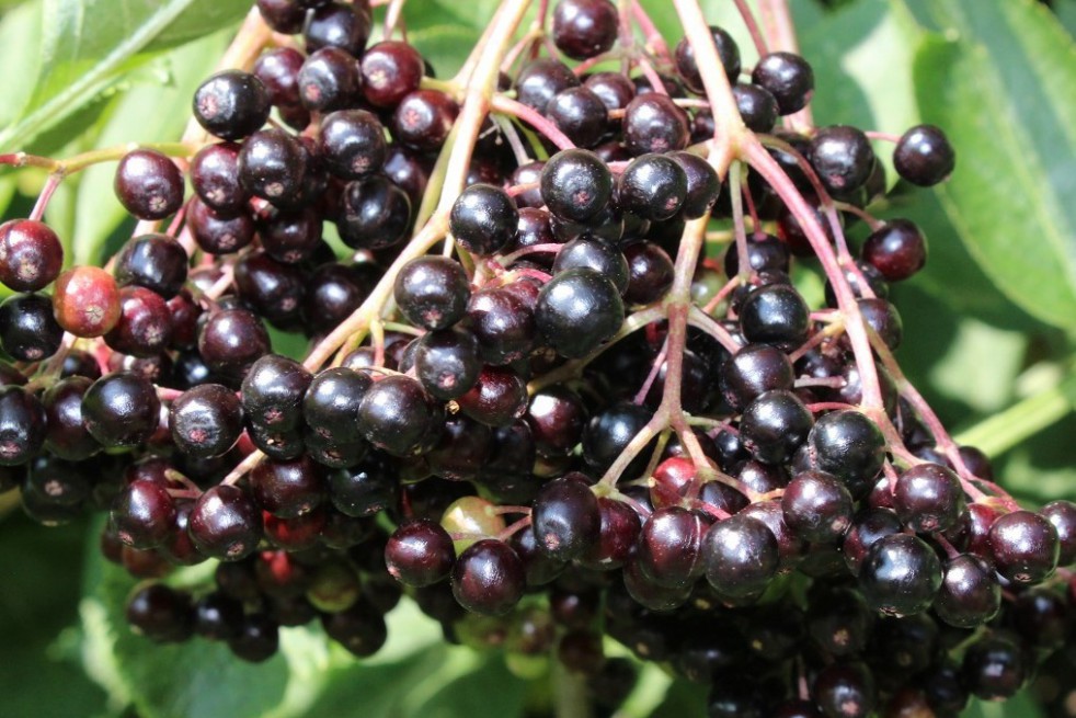 Sureau Noir panaché Madonna Sureau Noir panaché Madonna