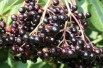 Black Elder Madonna