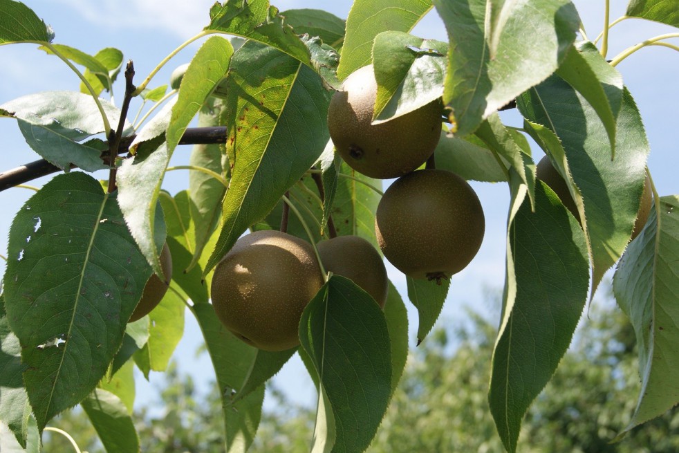 Nashi pear