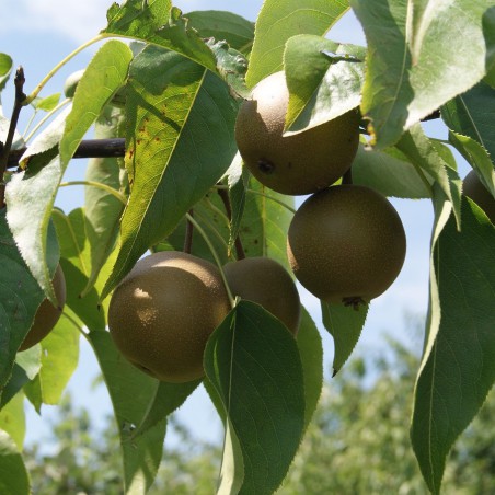 Poire_Nashi (https://creativecommons.org/licenses/by-sa/3.0/legalcode.fr)